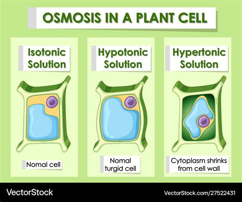 Osmosis Diagram