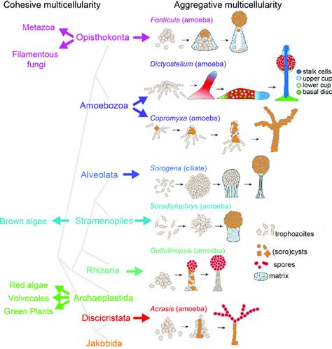 Evolution of multicellularity in eukaryotes. Multicellular organisms ...