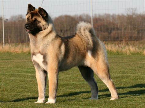 American akita dog, Akita dog, Akita puppies