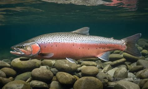 Steelhead Salmon Symbolism and Meaning - Your Spirit Animal