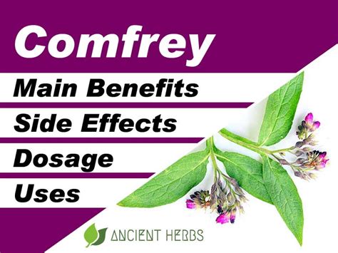 Comfrey Benefits, Uses, Dosage & Side Effects