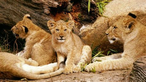 You can help name the newest lion cubs at Riverbanks Zoo | wltx.com