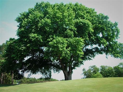 American Elm Tree For Sale | The Tree Center