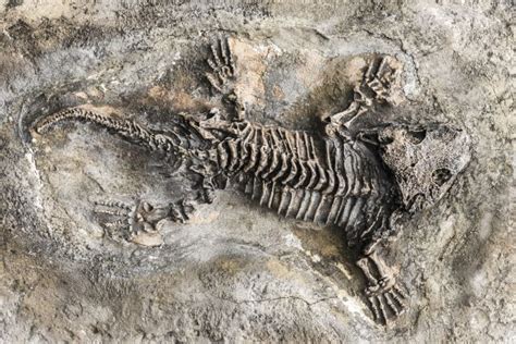 Australia Opens A National Park With The World's Oldest Animal Fossils