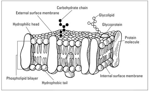 Write a Short Note on Plasma Membrane (Cell Membrane) - CBSE Class ...