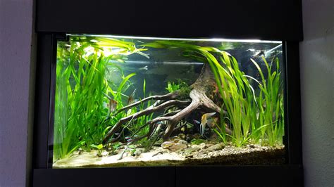 Val and roots | Freshwater aquarium plants, Aquarium fish tank ...