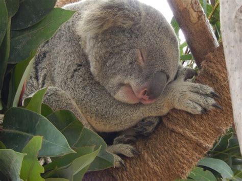 Premium Photo | Koala sleeping on tree