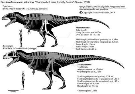 Giganotosaurus Vs Carcharodontosaurus Size