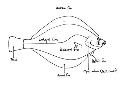 F3 - Intro - Fish Identification