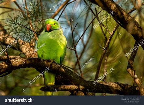 Large Green Macaw Red Beak On Stock Photo 2261843503 | Shutterstock