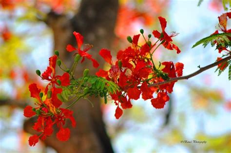 When the Gulmohar blooms.... by Banalata Pal, via 500px | Andaman and ...