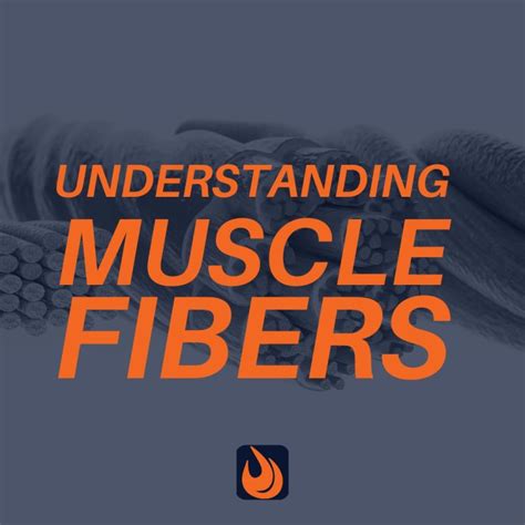 Understanding Muscle Fibers and Function - Improve your Body