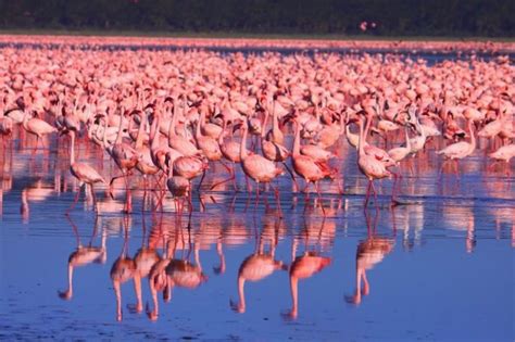 Lake Nakuru, Kenya - seeing millions of pink flamingos in one place is ...