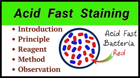 Acid Fast Staining Procedure - YouTube