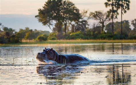 Hippopotamus Habitat