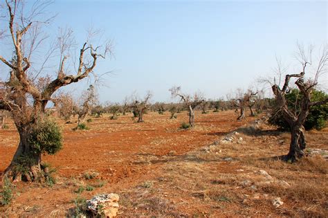 Xylella Fastidiosa Bacteria (2) | Trulli | Pictures | Italy in Global ...