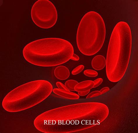 The shape of red blood cells is(a)Disc(b)Amoeboid(c)Cuboid(d)Spherical