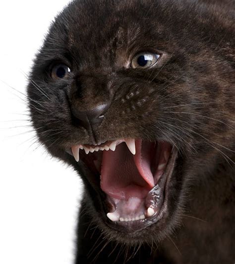 Black Panther Cubs Stock Photos, Pictures & Royalty-Free Images - iStock