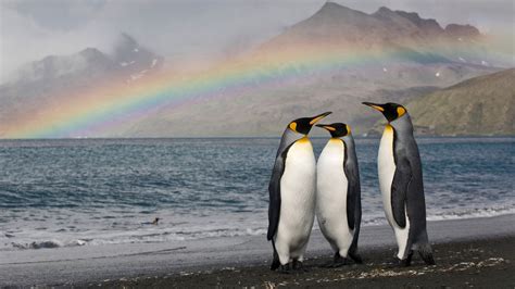 Download King Penguin Animal Penguin 4k Ultra HD Wallpaper by Paul Souders