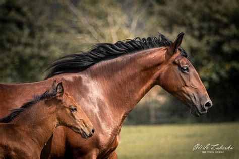 Beautiful Cleveland Bay mare and foal. The Cleveland Bay is an ...