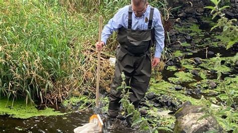 River Lagan 'major' fish kill reported - BBC News