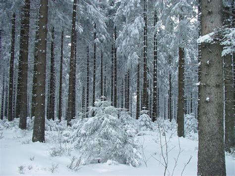 Ardennes | Forest snow in Belgian Ardennes | Eric Lemonne | Flickr