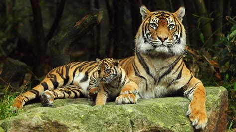 Tiger Cubs With Father And Mother