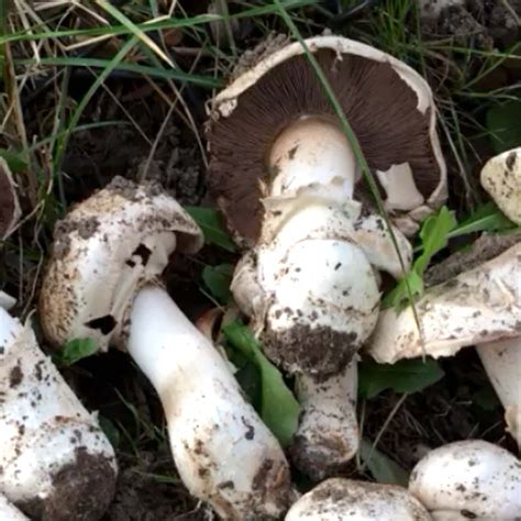 Agaricus gathering — Art of Soil