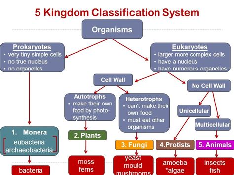 5 Kingdoms Of Classification 2019 | Prokaryotes, Biology class, Biology ...