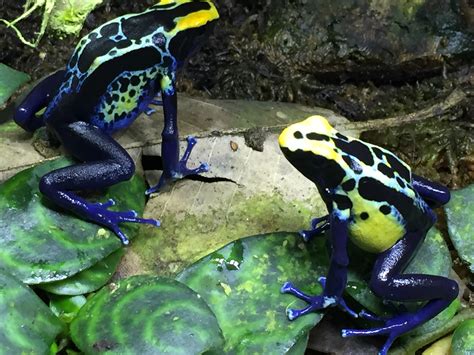 Dendrobates Tinctorius “Robertus” F1 Group of 3 : Tincman Herps