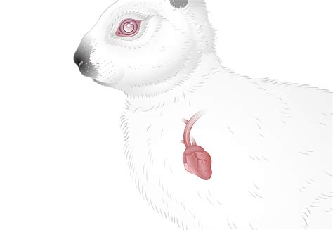 Albino Rabbit on Behance