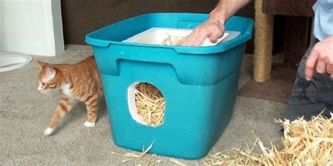 How To Build A Feral Cat Shelter - Cole & Marmalade