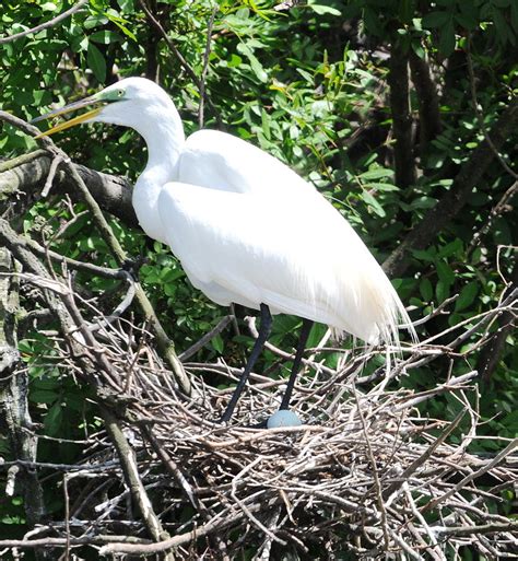 Nesting Egret Photograph by Kicking Bear Productions - Fine Art America