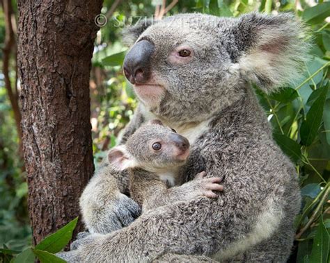 BABY KOALA Hugging MOM Photo Koala Bear Baby Nursery Print