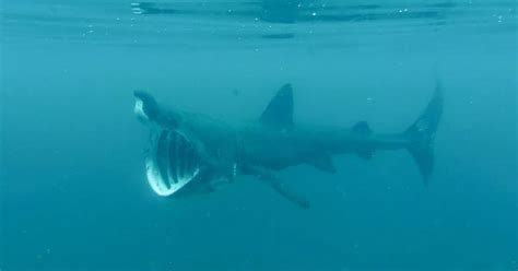 Endangered basking shark spotted swimming next to man in jaw-dropping ...