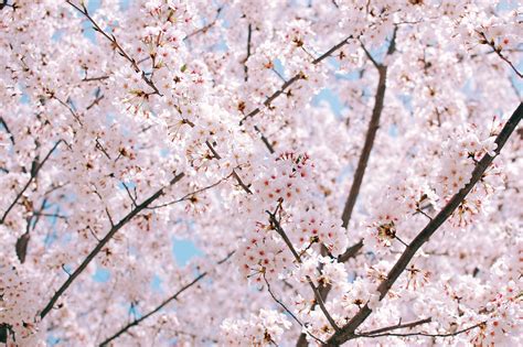 9 things you didn't know about cherry blossoms | Time Out Tokyo