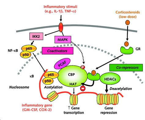 Mechanism Of Action Of Corticosteroids In Inflammation - IMAGESEE