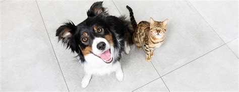 Can Cats and Dogs Be Friends? | Purina