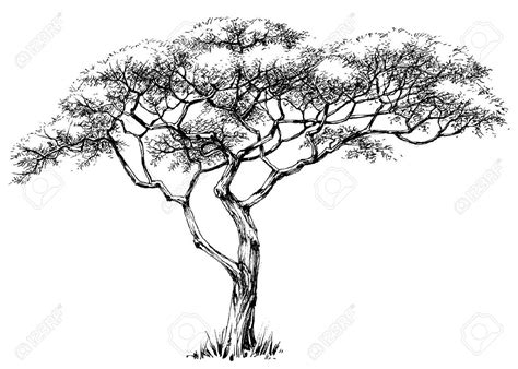 African Tree, Marula Tree Royalty Free Cliparts, Vectors, And Stock ...