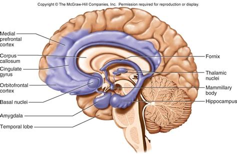 Pin by Glenn Kageyama on Limbic system | Brain anatomy, Limbic system ...