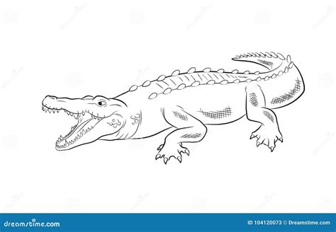 Crocodile Drawing Vector Illustration Stock Vector - Illustration of ...