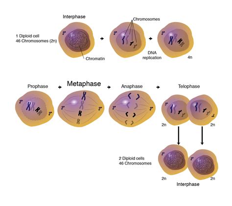 Diagram Of Metaphase 1