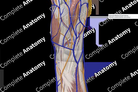 Dorsal Metacarpal Veins | Complete Anatomy