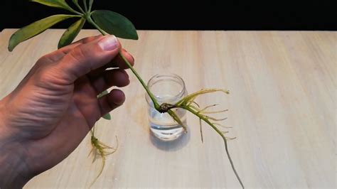 Schefflera‌ ‌propagation‌: Different methods & steps to regrow your ...