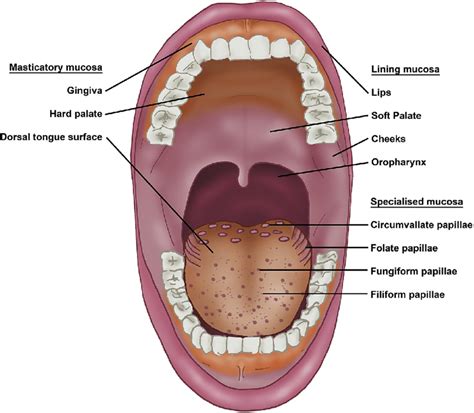 Lingual papillae | Maillardreaction.org