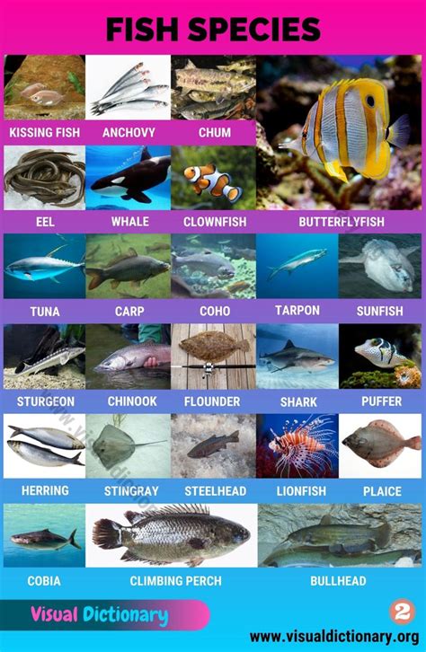 Types of Fish: Interesting List of 50 Different Fish Species around the ...