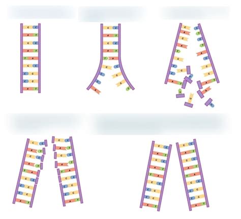 Semiconservative Replication Diagram