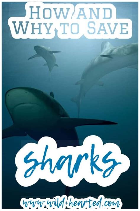 Save the Sharks | Shark Conservation Organizations to Follow + Support