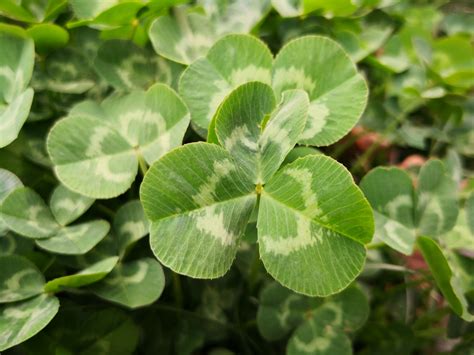 Is Clover a Weed & What Does It Look Like | Clover Identification Guide