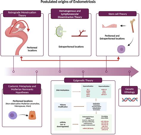 Frontiers | Endometriosis-associated infertility: From pathophysiology ...